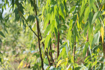 Fototapeta na wymiar Eucalyptus leaves. branch eucalyptus tree nature background