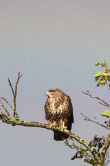 Common Buzzard, Buzzard in rain with rainbow in the background.