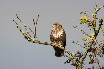 Common Buzzard, Buzzard in rain with rainbow in the background.