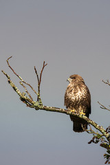 Common Buzzard, Buzzard in rain with rainbow in the background.