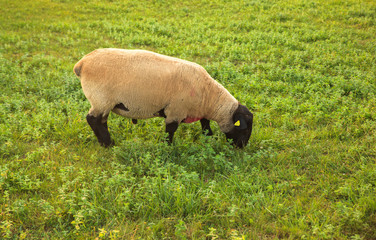 Suffolk sheep grazing