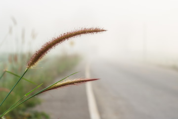 Grass in morning with rode background