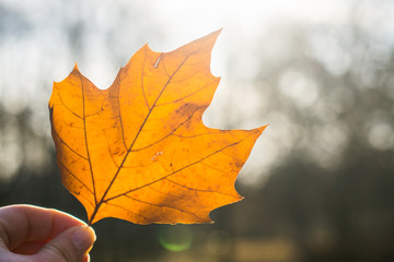 Autumn leaf in the sun