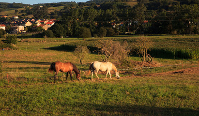 View of horses in countryside