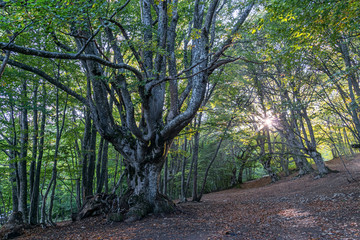 Beech forest in the Crimea