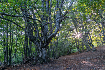 Fototapeta premium Beech forest in the Crimea