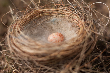 Birds nest with one speckled egg inside, side angle