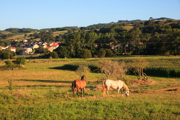 Naklejka na ściany i meble View of horses in countryside