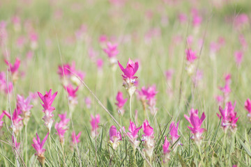 Krachiew or Siam Tulib