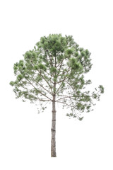 isolated pine