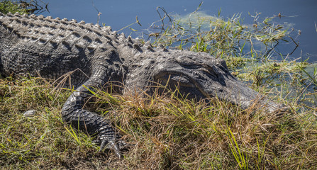 Sunning American Alligator