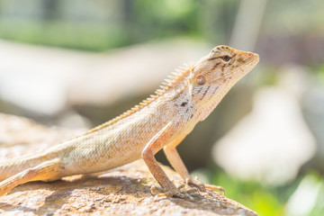 Brown little lizard standing on a stone in bright day.