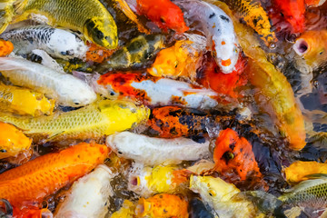colorful koi carps surfaces in a feeding frenzy