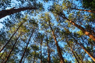 Pine trees standing against blue sky with sunset light.