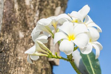 Beautiful white plumeria flowers with green leaves.