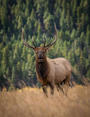 Naklejka na ściany i meble Rocky Mountain Bugling Elk