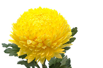 yellow chrysanthemums flower on a white background