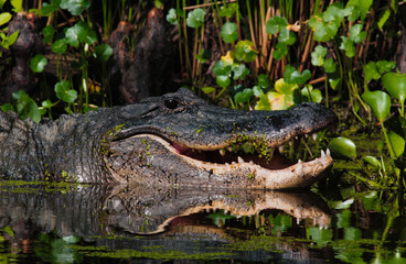 Alligator - Mouth Open
