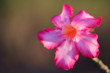 colorful desert rose with space