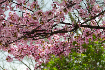 桜の花