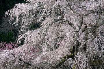 枝垂れ桜