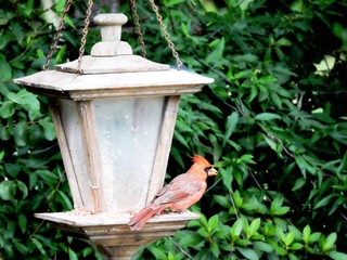cardinal at feeder