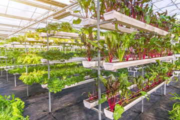 Fototapeta premium Organic vegetable in greenhouse in city of China.