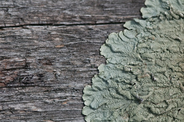 Wood Texture