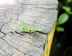 A young green plant growing on a dead tree