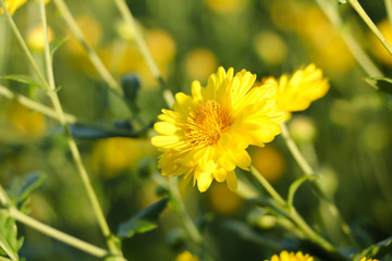 Chinese chrysanthemum flower
