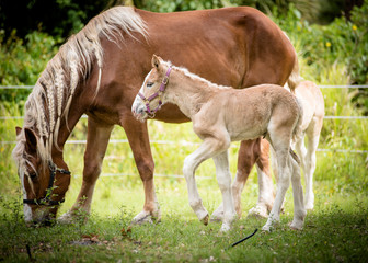 Belgian mare and foal