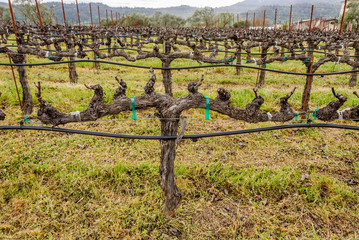 Grape Vine