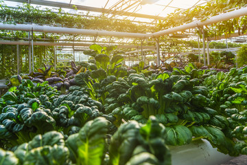 Organic vegetable in greenhouse in city of China.