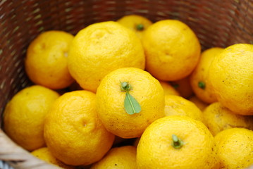 収穫した柚子 1