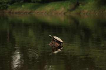 Turtle on Rock