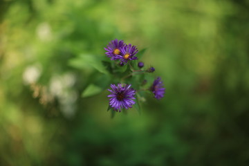 Violet Colored Flower