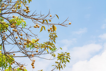 fruit tree and sky