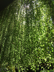 Obraz premium curtains Trees