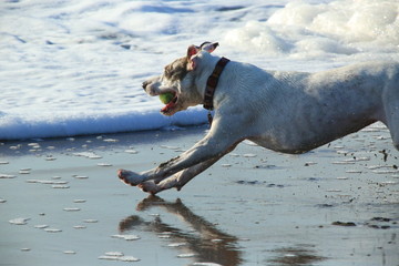 Dog on beach with ball