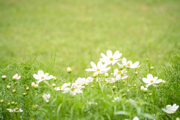 white flower and green grass for background