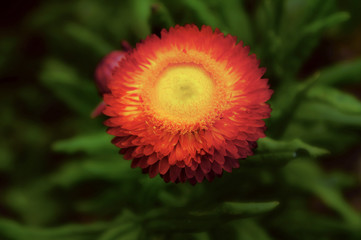 Beautiful orange flowers