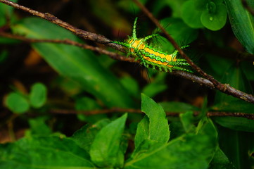 Fototapeta premium Close-up face green worm on a stick in nature