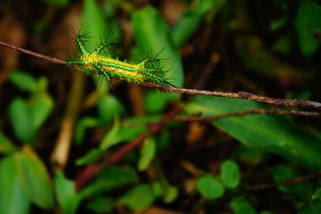 Close-up face green worm on a stick in nature