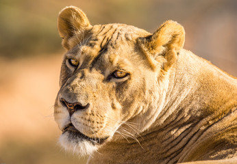 Stare of the Lioness