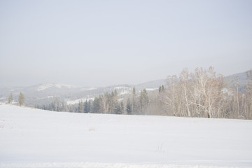 Beautiful scenery of a winter forest.