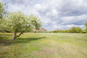 Blooming, green meadow with lush grass.