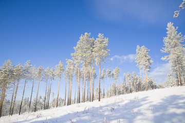 Beautiful scenery of a winter forest.