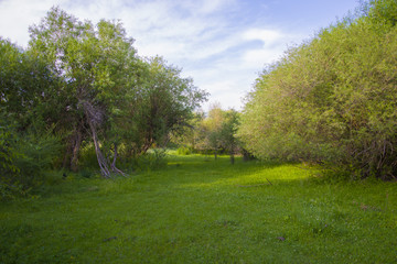 Blooming, green meadow with lush grass.