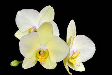 Delightful gentle yellow orchid flowers