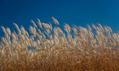 Obraz premium Feather Reed Grass in Autumn